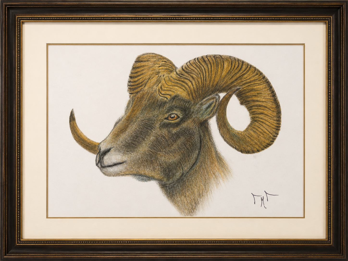 Dibujo enmarcado de un morueco con grandes cuernos en perfil
