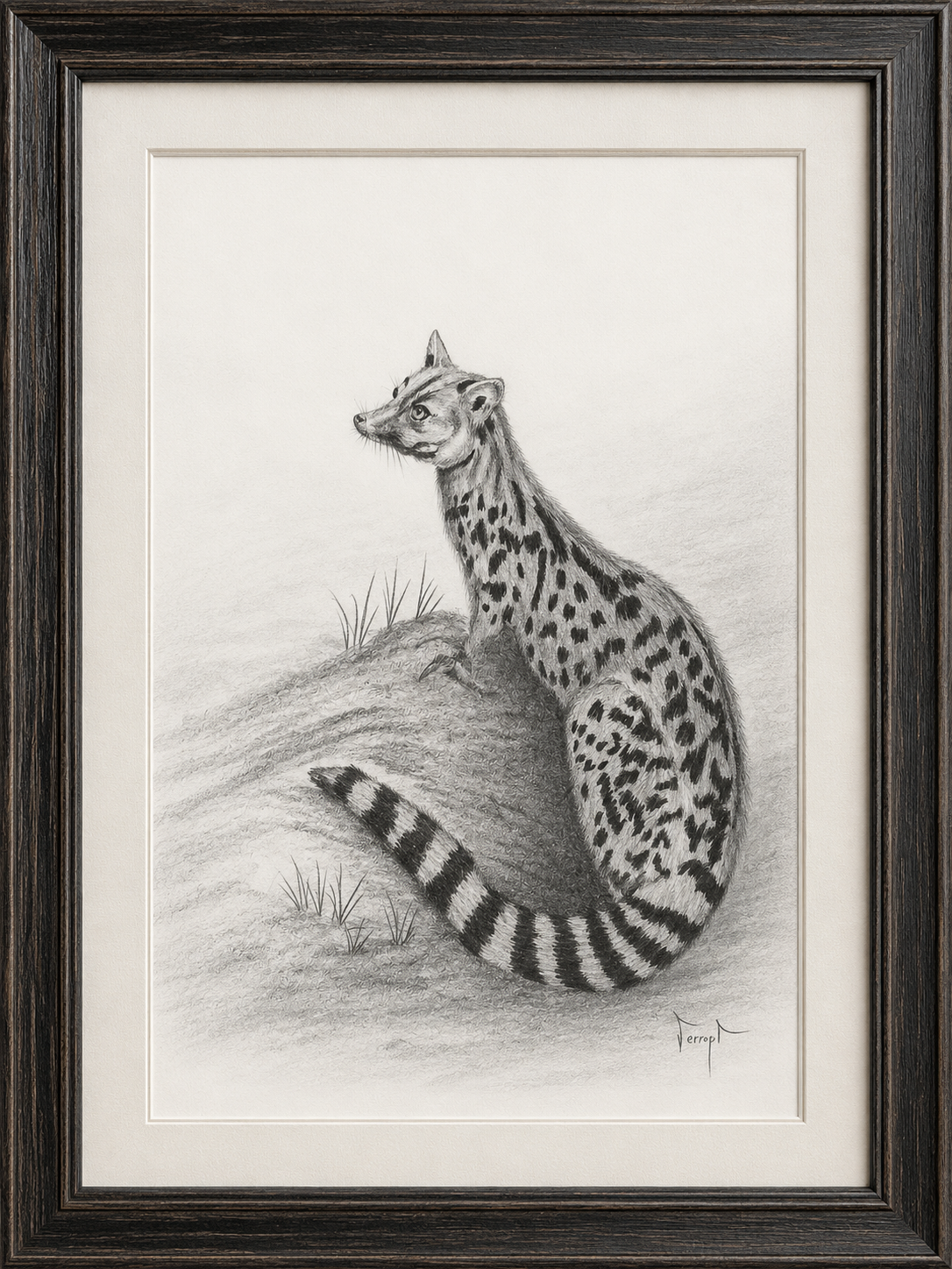 Dibujo enmarcado de una gineta sentada en perfil