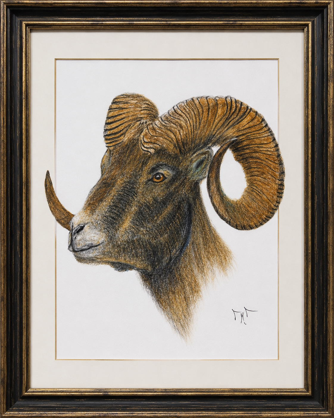 Dibujo enmarcado de un morueco con grandes cuernos en perfil