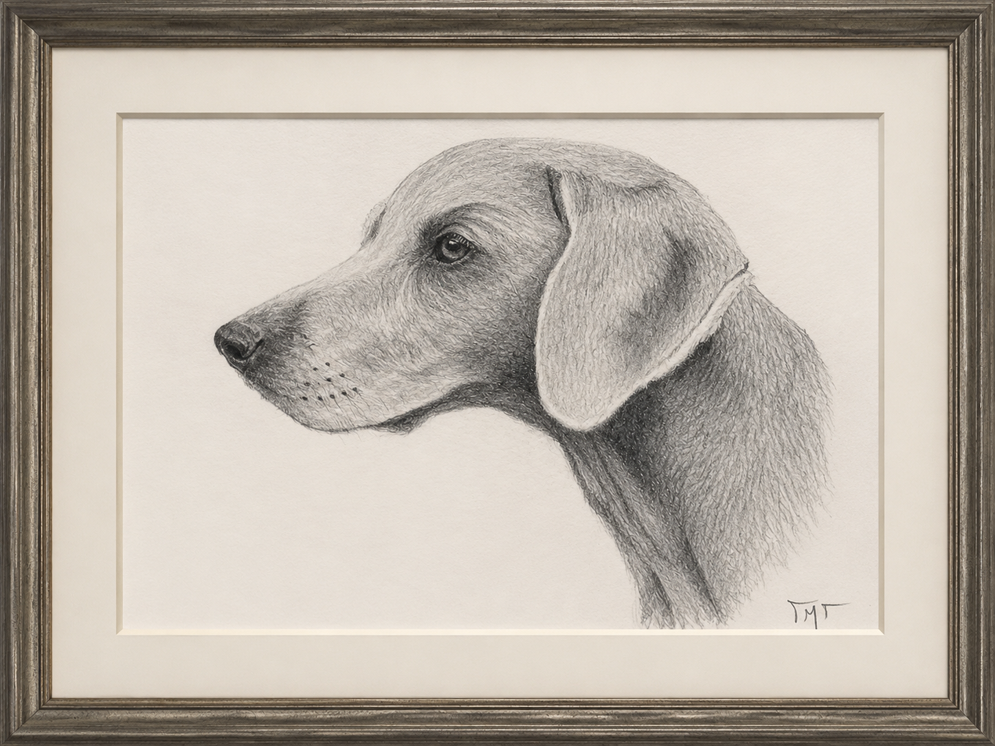 Dibujo enmarcado de un braco de Weimar en perfil