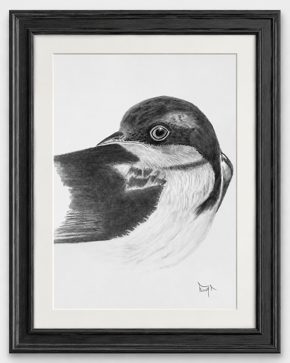Técnica mixta de un detalle de cabeza de vencejo en blanco y negro